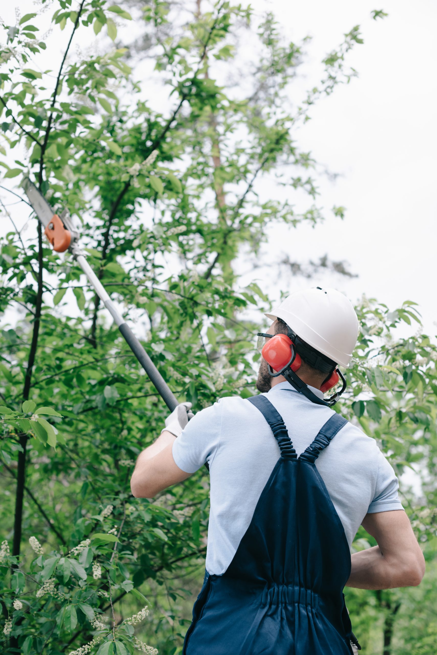 man holding trimmer to trim tree
