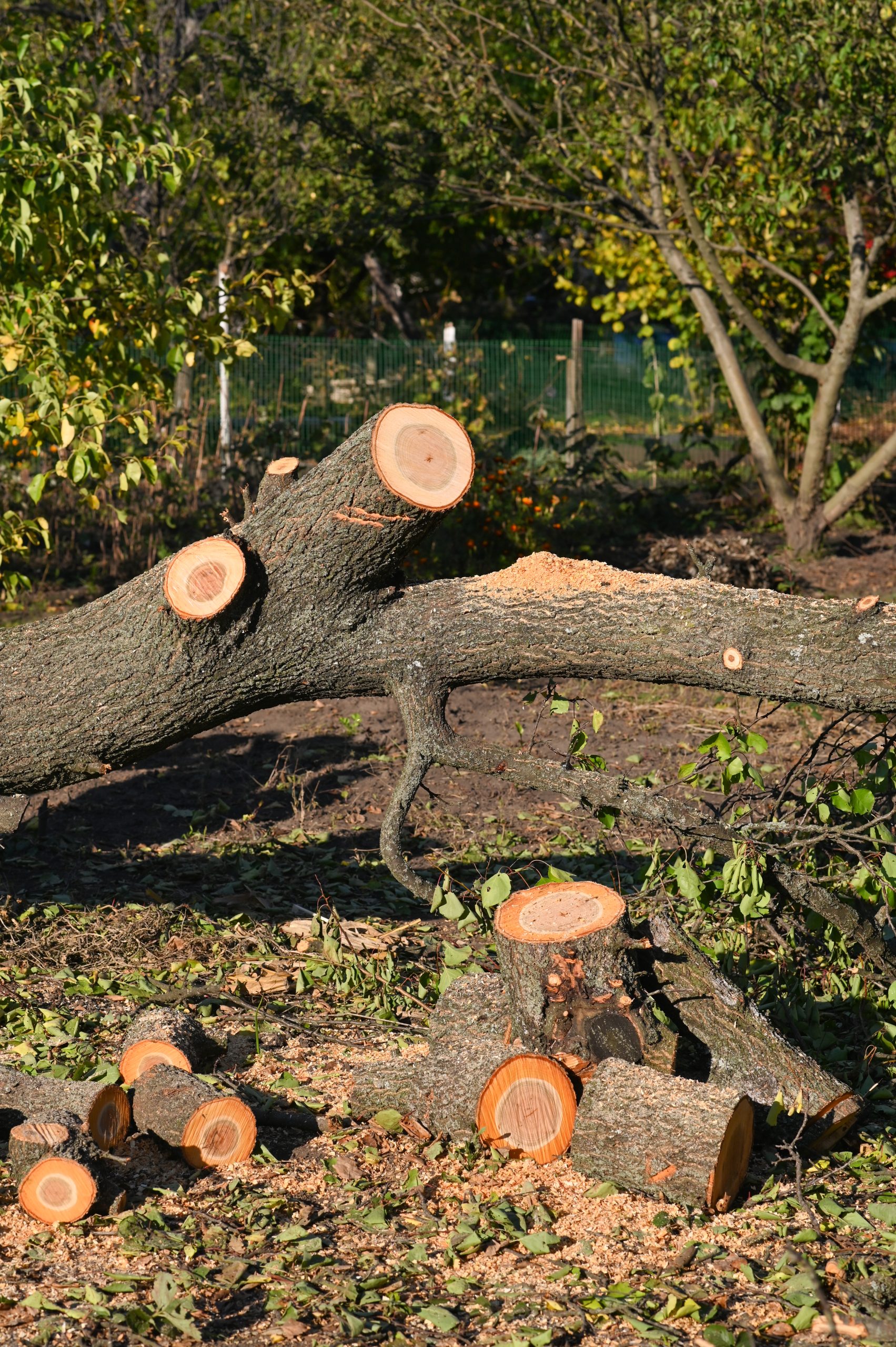 tree trunk and branches on the floor