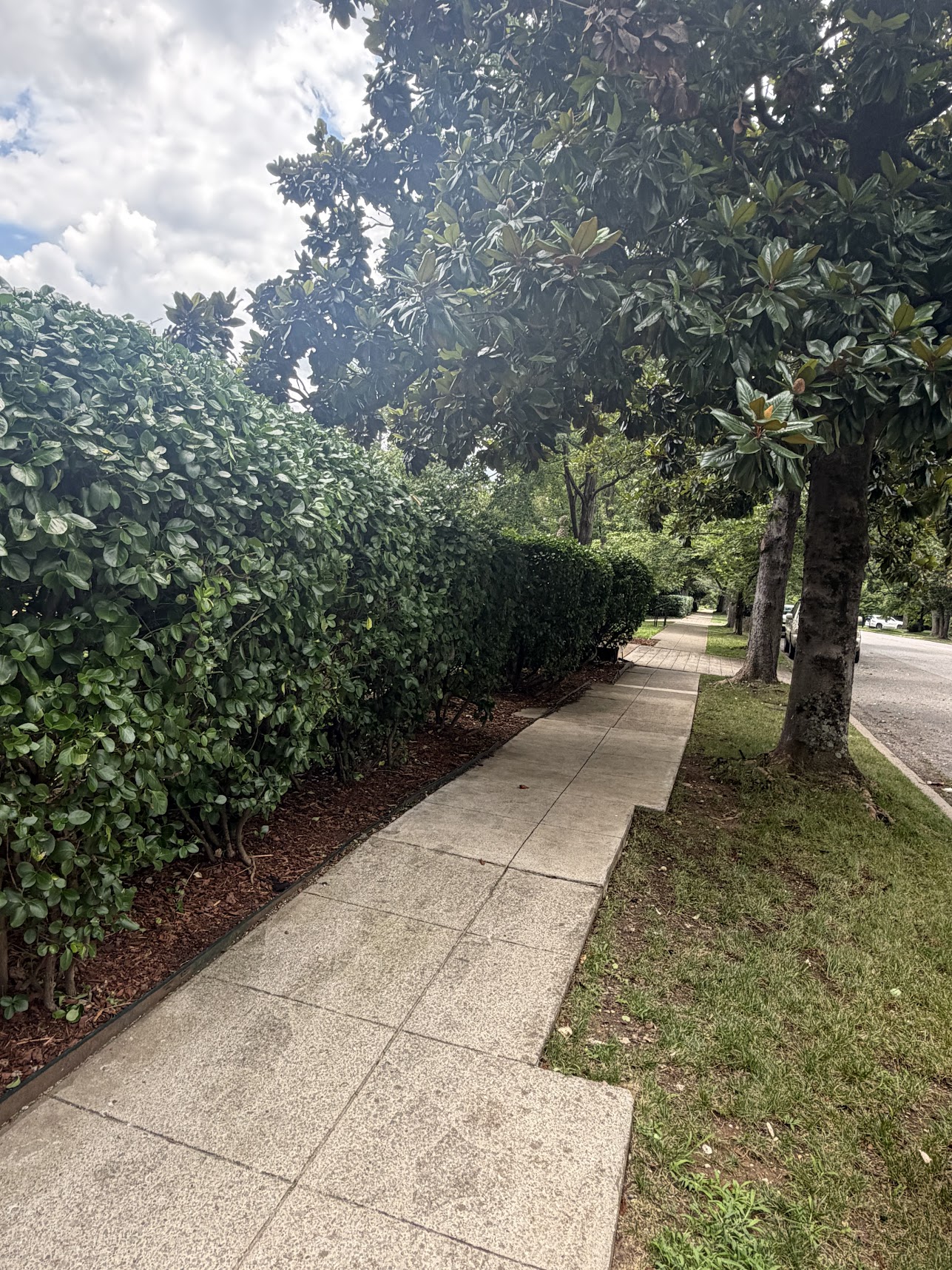 clear sidewalk with bushes and trees on the side