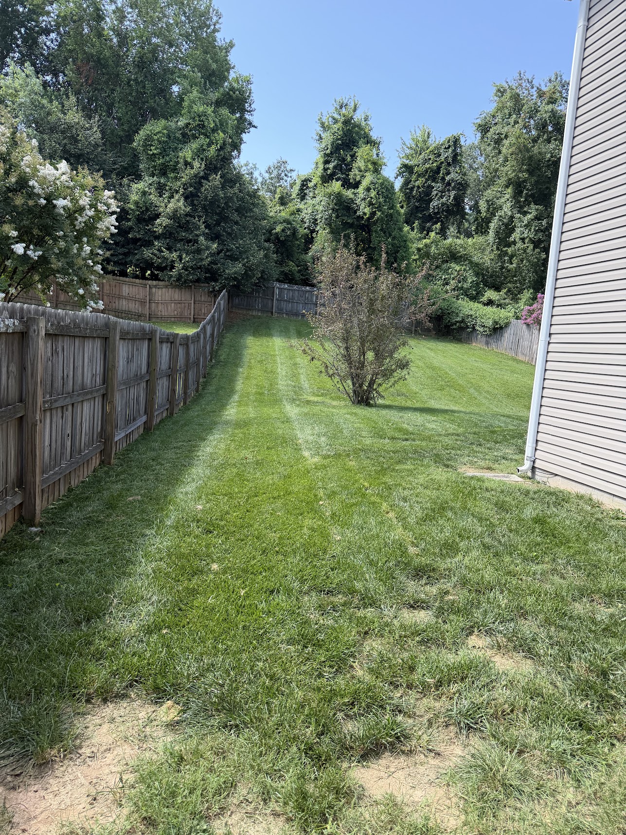 cleaned up lawn and tree behind a house